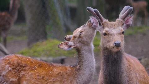 Close up of sika deer Stock Footage 242191249