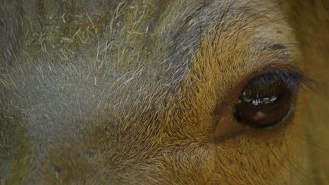 Close up of a sika deer Stock Footage 242757501