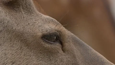 Close up of a sika deer's eye. Stock Footage 197340298