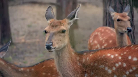 Close-up of sika deers Stock Footage
