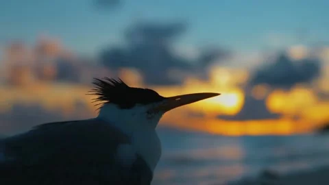 Close-up of Silhouette Bird at the beach as the sunrises at the Maldives Stock-Footage 136902753