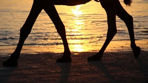 Close Up Silhouette of Camel Legs on Cable Beach in Broome, Australia Stock Footage 94504110