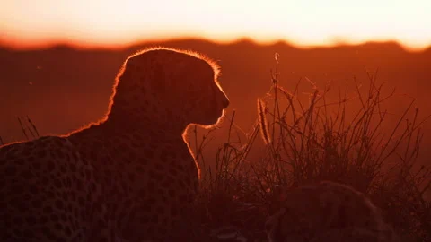 Close up silhouette of a cheetahs head back lit by the sunrise Video stock 256920885