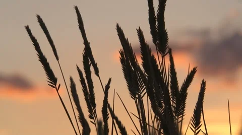 Close up silhouette of fully formed grain stalks against colorful sky Stock Footage 40049616