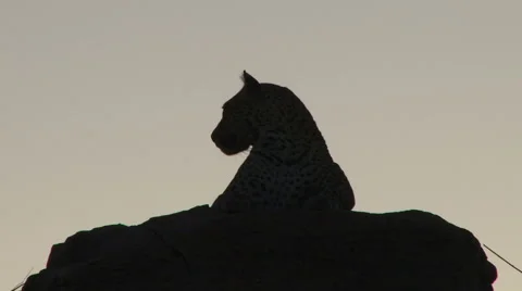 A close up of a silhouette of a leopard sitting on a high rock 스톡 동영상 42211657