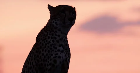 Close up silhouette shot cheetah's head surveying the savanna Stock Footage 308677429