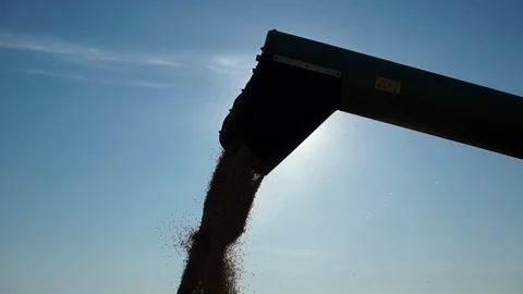 Close-up silhouette of steady stream of grains wheat funneled through a combine 스톡 동영상 98102853