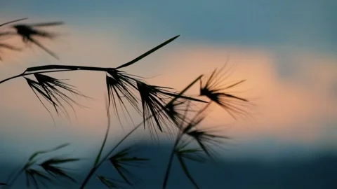 Close up silhouette of swaying grass at sunset Stock Footage 320029495