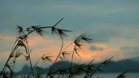 Close up silhouette of swaying grass at sunset Stock-Footage 320029496