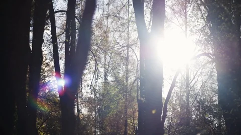 Close up silhouette of trees in autumn with shallow depth of field with flare Stock Footage 95941585
