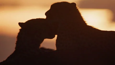 Close up silhouette of two cheetahs as they lick one another in Africa Stock Footage 256918778