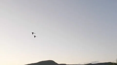 Close Silhouette of Two Macaws Flying at Sunset in Brazil Stock Footage 339631945