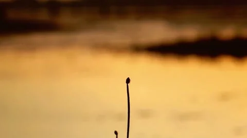 Close-up Silhouette of Two Thin Plants Against Blurred Sunset Background Stock Footage 311587114