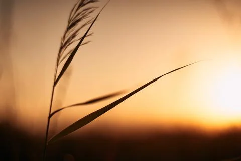 Close-up silhouette of wild grass stem against warm golden sunset sky backg.. Stock Photos