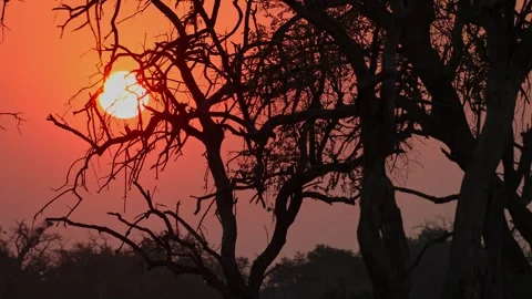 Close-up of silhouetted dead tree branches against a dramatic glowing orange Stock Footage 345173283