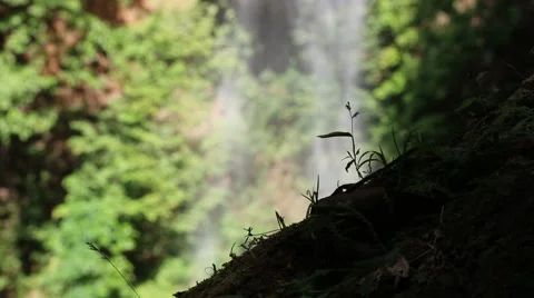 Close up of silhouetted, small plants Stock Footage 59913767