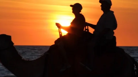 Close Up Silhouettes of Camels on Cable Beach in Broome, Australia Stock-Footage 123095208