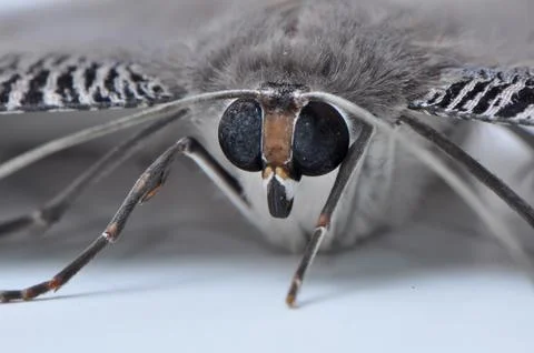 Close Up Silk Moth. Stock Photos