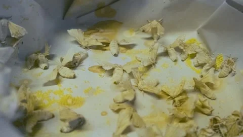 Close up of silk moths and yellow eggs on paper tray at silk factory, Chiang Mai Stock Footage 315850926