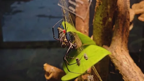 Close up of a silk orb weaver spider Stock Footage 259484275