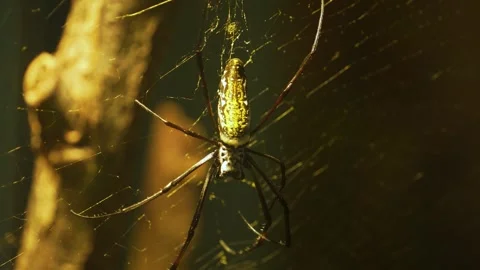 Close up of a silk orb weaver spider Stock Footage 266724488