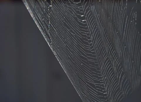 Close-up of a silk web on a dark background Stock Photos