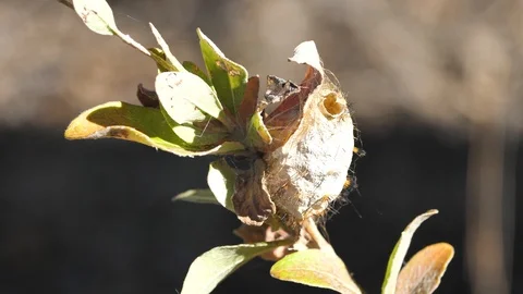 Close Up Of Silk Worm Cocoon On Branch, Isalo Madagascar Stock Footage 122337109