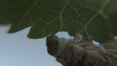 Close of silk worm devouring mulberry leaf, 4K. Stock Footage 243914563