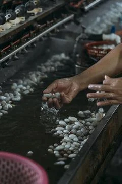 Close-up of silk worm factory processing with water sinks. Stock Photos