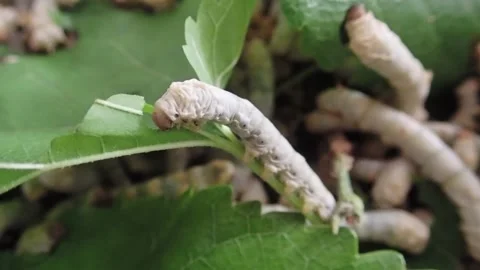 Close-up of a silkworm caterpillar eating fresh green mulberry leaves. Macro Stock Footage 334689536
