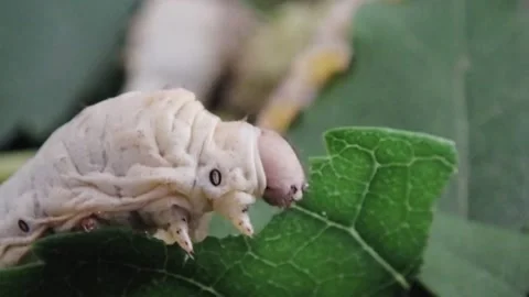 Close-up of a silkworm caterpillar eating fresh green mulberry leaves. Macro Stock Footage 334690533