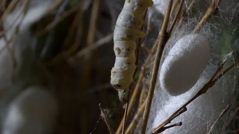 Close up of a silkworm on the farm Stock Footage 127190331