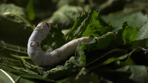 Close up of a silkworm on the farm Stock Footage 127190399