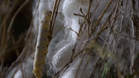 Close up of a silkworm on the farm Stock Footage 127190503