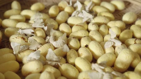 Close Up Of Silkworm Moths Flapping Wings Video stock 173276076