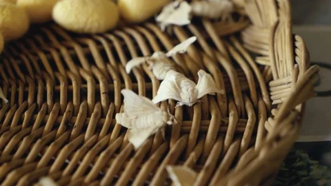 Close Up Of Silkworm Moths Video stock 173274970