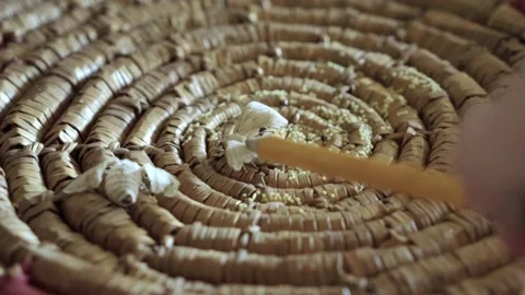 Close Up Of Silkworm Moths Laying Eggs Video stock 173274583