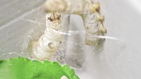 Close-Up of Silkworm Producing Silk Thread Inside Cocoon Stock Footage 324971250