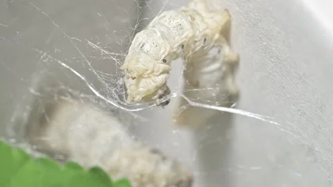Close-Up of Silkworm Producing Silk Thread Inside Cocoon Stock Footage 324971615