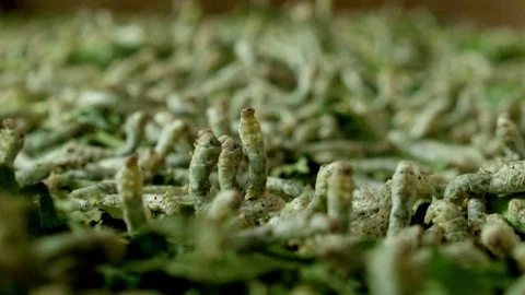 Close Up on Silkworms Video stock 74192091