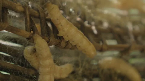 Close-up of silkworms at a silk farm in Siem Reap Cambodia Stock Footage 48008077