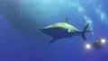 Close up of Silky Shark HD Footage