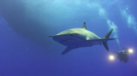 Close up of Silky Shark Stock Footage 738976