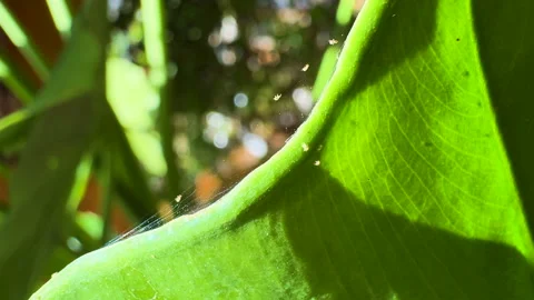CLOSE UP: Silky webbing and spider mites infestation on green houseplant leaf Vidéo 331223023