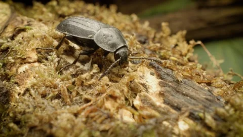 Close up of Silpha tristis- carrion beetle showing shell texture Stock Footage 343429880