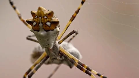 Close Up Silver Argiope Spider Resting on Web Showing Striped Legs and Stock Footage 346745204