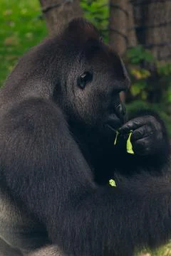 Close up of a silver back gorilla eating leaf Stock Photos