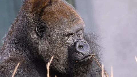 Silver Back Gorilla Hair Background Stock Photos - Free & Royalty