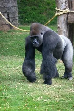 Close up of a silver back gorilla walking Stock Photos