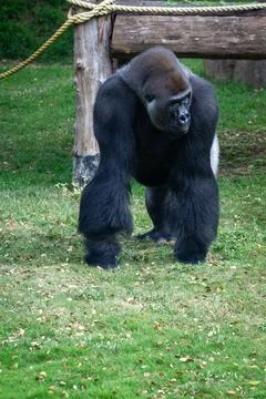 Close up of a silver back gorilla walking Stock Photos